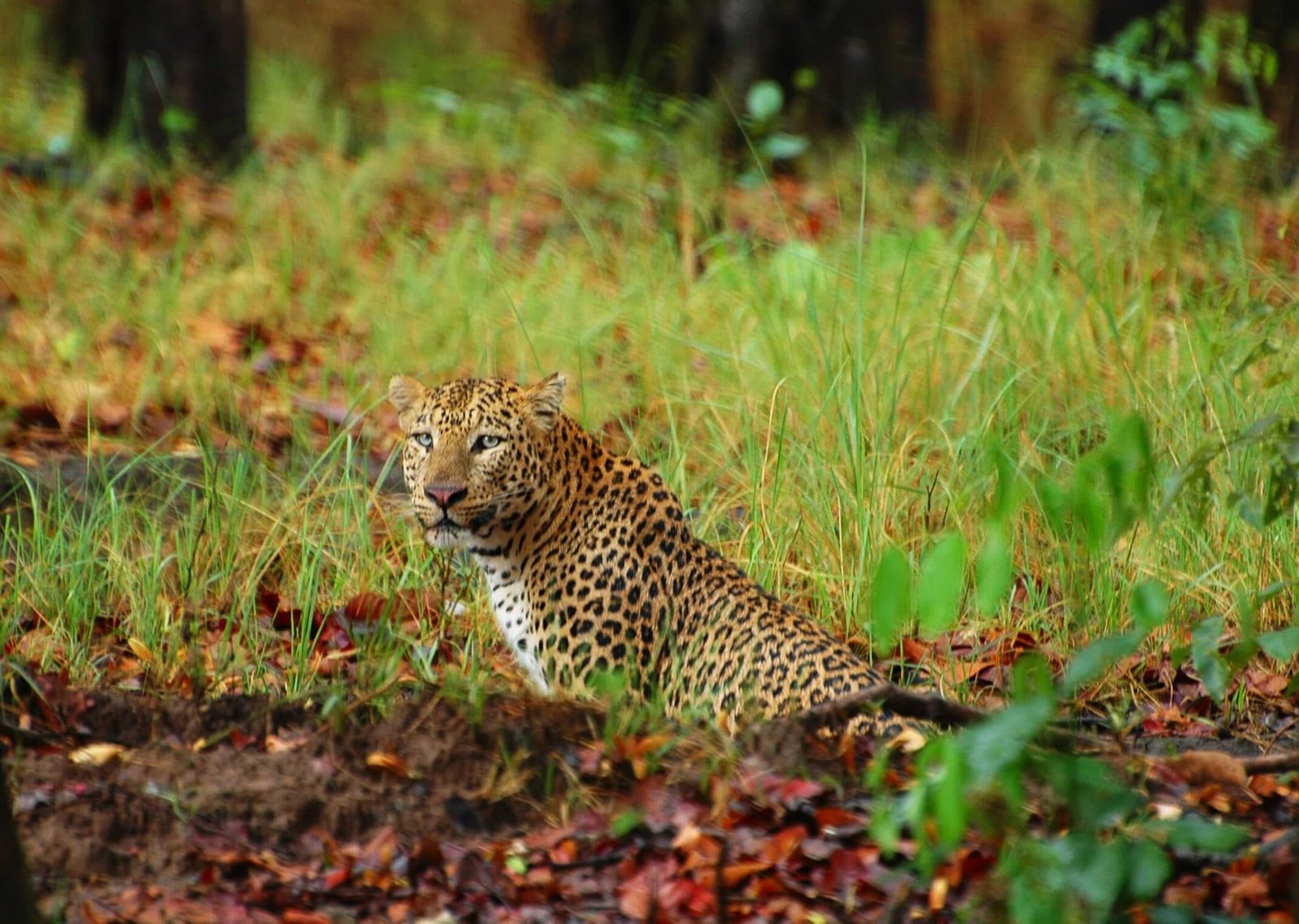 Wildlife protection news